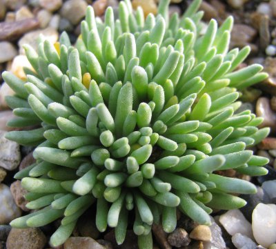 Delosperma sphalmanthoides 